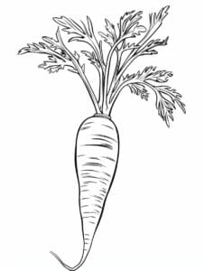 39 Carrot Coloring Pages: Free Printables PDF - SSColoring